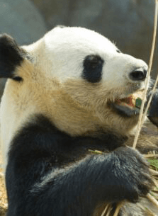 A close-up of a panda happily eating bamboo.