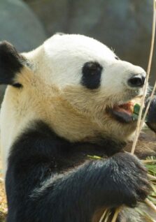A panda eats bamboo at the National Zoo