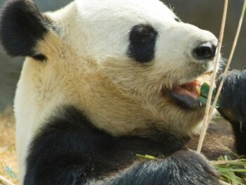 A panda eats bamboo at the National Zoo